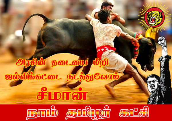 Seeman-supports-jallikattu-and-demands-to-lift-jallikattu-ban