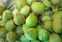 நாம் தமிழர் மாணவர் பாசறையின் இளநீர் குடிக்கும் திருவிழா!