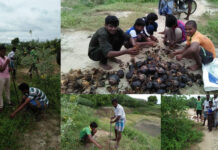 பனை விதைகளை விதைக்கும் நாம் தமிழர் உறவுகள் – திருக்கோவிலூர்