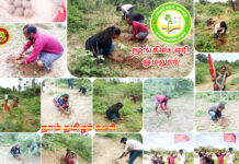 தாளி பனை விதை-பனை விதை திருவிழா-ஓமலூர்