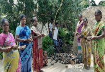 பனை விதை சேகரிப்பு-காட்டுமன்னார்கோயில் தொகுதி