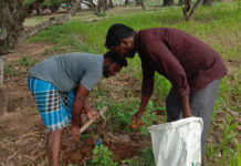 பனை விதை திருவிழா-பர்கூர் சட்டமன்றத் தொகுதி.