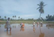 இயற்கை விவசாயத்தை  ஊக்கப்படுத்த நெல் விதைகள் விதைப்பு நிகழ்வு- ஈரோடு மேற்கு