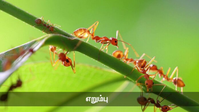 எறும்பு - ஆறு கால் மனிதர்கள்!
‘எறும்பைப் போல் நசுக்கி விடுவேன்’. இந்தச் சொற்றொடர் நமக்கு இரண்டு செய்திகளைத் தெரிவிக்கிறது.
ஒன்று, எறும்பு என்பது எளிதில் கொல்லத்தக்க ஒரு சிற்றுயிர்.
மற்றொன்று, அதனைக் கொல்லுவதில் மனித மனம் காட்டும் வன்மம். https://x.com/SeemanOfficial/status/1606084673787924480/video/1