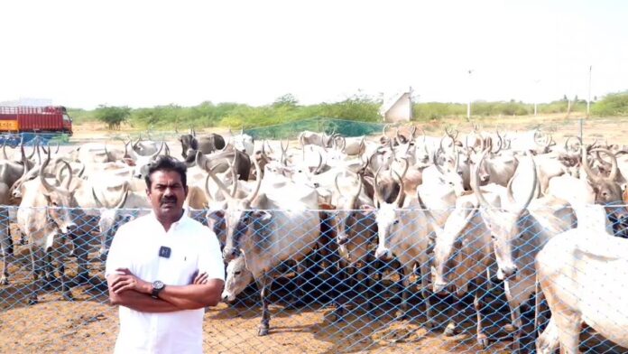 எங்களின் உயிரோடும், உணர்வோடும் கலந்து வாழுகின்ற அன்பு உறவுகள் அனைவருக்கும் வணக்கம்!
வருகிற சூலை 10ஆம் தேதி மதுரையில் விராதனூர் கிராமத்தில்
நாம் தமிழர் கட்சியின் உழவர் பாசறை நடத்தும்
ஆடு-மாடுகளின் மாநாடு!
'மேய்ச்சல் நிலம் எங்கள் உரிமை!' என்ற முழக்கத்தை முன்வைத்து இம்மாநாடு நடக்கிறது.
பேசும் திறனற்ற உயிர்களுக்காகப் பேசுவோம்; அவர்கள் உரிமைக்காகப் பேசுவோம்!
ஆடும் மாடும் நம் செல்வங்கள்!
"கேடில் விழுச்செல்வம் கல்வி ஒருவற்கு மாடல்ல மற்றை யவை" என்று நமது வள்ளுவப் பெருமகனார் தந்தருளிய மறைமொழியில்,
கல்வி தான் மானுடர்க்குச் செல்வம்; ஆனால் மாடும் நம் செல்வங்கள் என்பதை வலியுறுத்தி பாடுகிறார்.
அந்த நம் செல்வங்களைப் பாதுகாக்க நாம் எல்லோரும் மதுரையில் கூடுவோம்!
பேசும் திறனற்ற உயிர்களுக்காகப் பேசுவோம்; ஆடும் மாடும் அற்ப உயிர்கள் அல்ல; நம் அருமைச் செல்வங்கள்!
அவர்களுக்காக, அவர்கள் உரிமைக்காக நாம் உரக்க முழங்குவோம்!
மதுரையில் விராதனூரில் வருகிற சூலை 10ஆம் தேதி வியாழக்கிழமை மாலை 05 மணிக்கு
என் அன்புச் சொந்தங்கள் அனைவரும் இதையே அழைப்பாக ஏற்று கூடுவோம்!
நன்றி வணக்கம்!