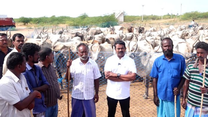 எங்களின் உயிரோடும் உணர்வோடும் கலந்து வாழ்கின்ற அன்பு உறவுகள் அனைவருக்கும் வணக்கம்!
வருகிற சூலை 10ஆம் தேதி வியாழக்கிழமை மாலை சரியாக 5 மணிக்கு மதுரை விராதனூர் என்னும் இடத்தில் ஆடு-மாடுகளின் மாநாடு நடக்கவிருக்கிறது.
"மேய்ச்சல் நிலம் எங்கள் உரிமை!" என்ற முழக்கத்தை முன்வைத்து இந்த மாநாடு நடக்கிறது।
மேய்ச்சல் புறம்போக்கு என்று ஒரு இடம் இருந்தது இன்றைக்கு அது சுத்தமாக இல்லை. மலை அடிவாரங்களில் காடுகளில் ஆடு-மாடுகள் மேய்க்கிற வாய்ப்பு இருந்தது அதுவும் இன்று தடுக்கப்பட்டிருக்கிறது. கால்நடை நம்முடைய செல்வங்கள் அது சார்ந்தது வேளாான் பெருங்குடி மக்களின் தற்சார்பு வாழ்க்கை.
தற்காலச்சூழலில் ஆடு-மாடுகள் வளர்ப்பது அவ்வளவு கடினமான ஒரு பணியாகி அதை விட்டுவிட்டு வெளியேற வேண்டிய சூழலுக்கு நம்முடைய உறவுகள் தள்ளப்படுகிறார்கள். அதில் எவ்வளவு இடையூறுகள் இருக்கிறது; அது சார்ந்து எவ்வளவு பொருளாதாரம் இருக்கிறது; என்பதை எல்லாம் விளக்கி இந்த மாபெரும் மாநாட்டை நடத்த இருக்கிறோம்.
எனவே, என் அன்பு உறவுகள் இந்த மாநாடு மாபெரும் வெற்றி மாநாடாக நடந்து தமிழ்நாட்டை தாண்டி இந்திய பெருநிலத்தின் கவனத்தை இழுத்து, இதற்குொரு ஒரு முடிவைக் கொண்டு வர வேண்டும் என்பதற்காகவே இந்த மாநாட்டை நாங்கள் நடத்துகிறோம்.
அதில் உணர்வெழுச்சியோடு என் அன்பு உறவுகள் அனைவரும் பங்கேற்க வேண்டும் என்று அழைக்கிறேன்.
இது ஆடு மாடுகளின் உரிமை அல்ல; நம்முடைய உரிமை! நம் மண்ணின் உரிமை!
ஆடும், மாடும் நம் உடன் பிறந்தவைகள்; நம்முடைய செல்வங்கள்!
"கேடில் விழுச்செல்வம் கல்வி ஒருவற்கு மாடல்ல மற்றை யவை" என்று நம்முடைய மறையோன் வள்ளுவப் பெருமகனார் பாடிய குறளுக்குப் பொருள் கல்விதான் மானுடனுக்கு அழியாத செல்வம்; அதேவேளையில் மாடும் நம் செல்வம் என்கிறார்.
இந்த மாடு மாடல்ல; நம் செல்வம்! அதனால் பேசும் திறனற்ற அவர்களுக்காகப் பேசுவதற்கு நாம் கூடுவோம்.
இந்த நிகழ்விற்கான திரள்நிதி திரட்டலில் என் அன்பு சொந்தங்கள் இயன்றளவு நிதி உதவி அளித்து உங்கள் பிள்ளைகள் எங்கள் கைகளை வலிமைப்படுத்த வேண்டும் என்று அன்போடு வேண்டுகிறேன்.
https://t.co/LRNrx24W3S
உங்கள் அனைவரின் வரவையும் ஆவலோடு எதிர்பார்த்து இந்த நிலத்தில் சூலை 10ஆம் தேதி காத்திருப்பேன்!
நன்றி! வணக்கம்!
நாம் தமிழர்!